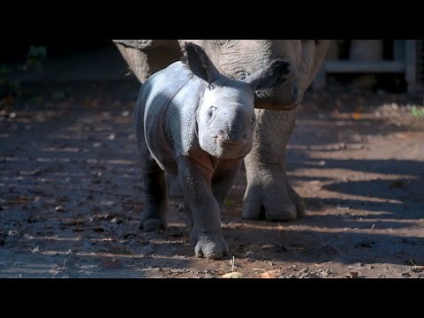 Video of Rare One-Horned Rhino’s Birth