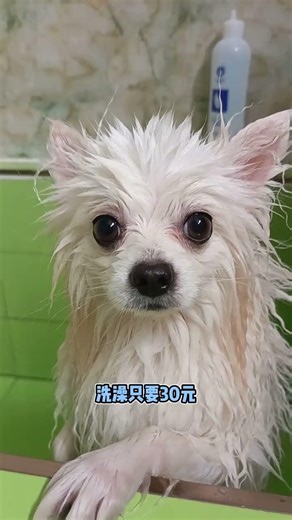 Cute Overweight Bomei: Bath Time Fun Under 30cm