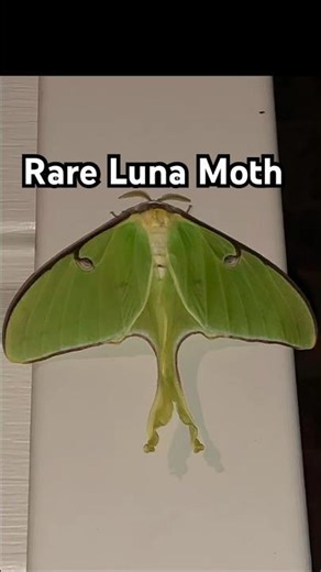 Rare Luna Moth Sighting 🌙 Nature’s Nighttime Beauty