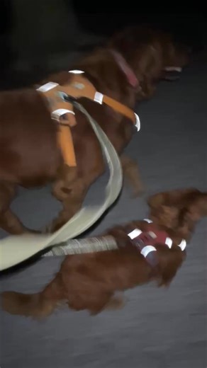 Hello Wonderful Friends - From Paul, Red & Woody at The Principia In Town & Country! Have an Awesome Tuesday Evening! | Paul Flotron