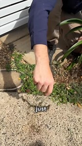 The wonderful world of Whip Snakes! Another fun compilation here today! The comp follows Stu & Giffo (Brandon) catching some fast paced Whip Snakes from multiple situations! These cheeky snakes forever keep us on our toes, shaprneing our reflex speeds! As always, give us a call regarding all snake enquiries at 0409 536 000! | Sunshine Coast Snake Catchers 24/7