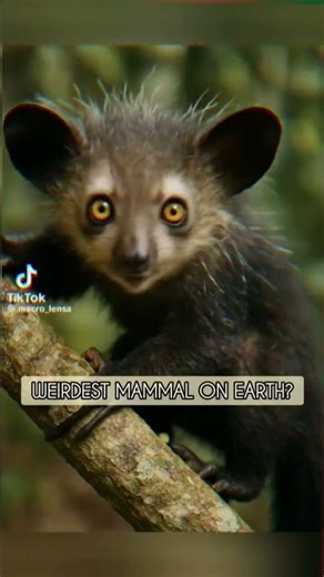 This animal hunts using ONE creepy finger 😳🖐️