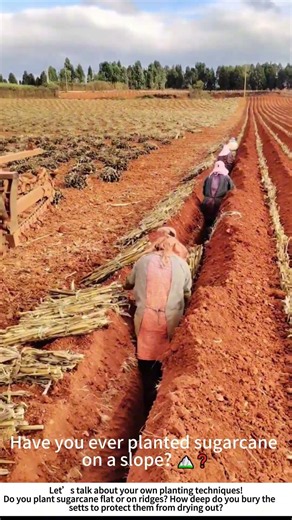 Planting Sugarcane on a Red‑Soil Slope – Laying the Foundation for Sweetness 🌾🧑‍🌾