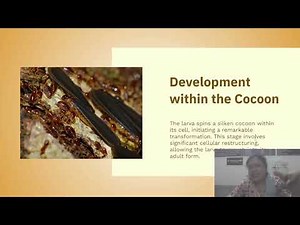 Life Cycle of Honey Bee