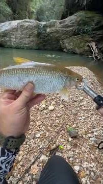 OLHA O QUE ESSA PIRAPITINGA FEZ QUANDO PEGUEI ELA - PESCARIA DE PIRAPITINGA NO CORGO