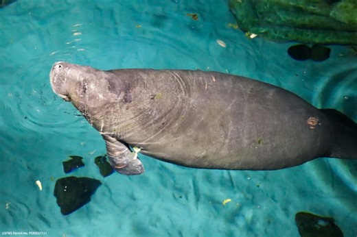 Mermaid the Manatee from Epcot was just Released Back Into the Wild | Chip and Company