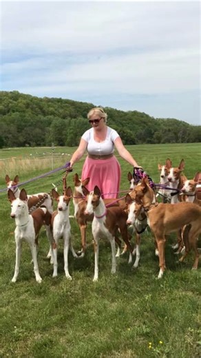 Meet the Ibizan Hound Breeder - Sarah Murphy | The Canine Chronicle