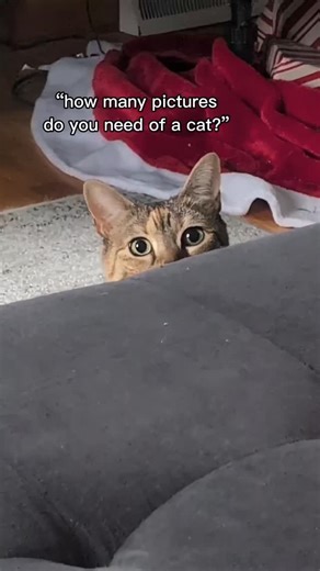 Sabrina on Instagram: "My storage space says "full," but my heart says "one more." 🐈‍⬛📸 #catmom #catsoftiktok #obsessed #photoshoot #catlover"