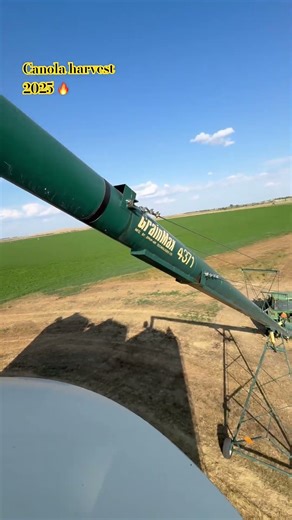 Canola hitting the Bin! #farming #harvest #agriculture #shorts
