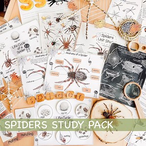 Spider Unit Study Homeschool Fall Activities Spider Life Cycle & Anatomy Nature Study Journal Web and Spider Poster Halloween Printables - Etsy
