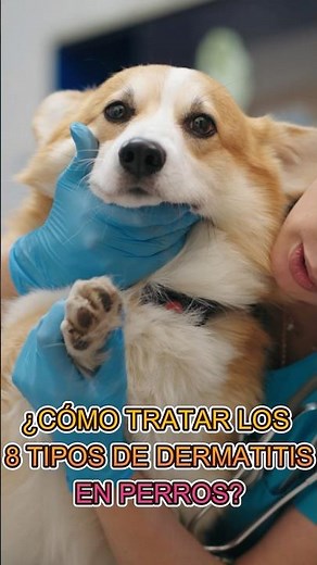 HOW TO TREAT ALL TYPES OF DERMATITIS IN DOGS?