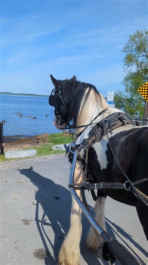 352K views · 3.7K reactions | Gypsy Vanner gelding Willing really had...