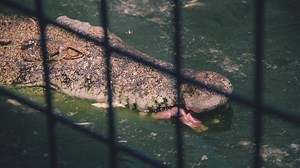 This is The Saddest Crocodile Zoo I've Ever Seen