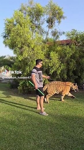 Walking a Tiger on a Leash: A Unique Experience