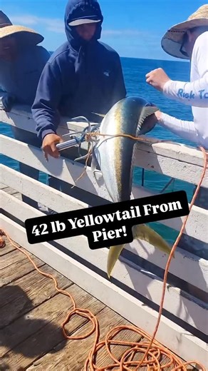 10K views · 115 reactions | 42 pound Yellowtail caught from a San...