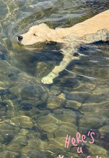 Dreaming of all the Canadian summer vibes Briar Rose will soak up this summer-sun-filled days, outdoor adventures, and unforgettable summer moments across Canada. #CanadianSummer #SummerVibesCanada #BriarRoseLife #CanadaAdventures #CapCut