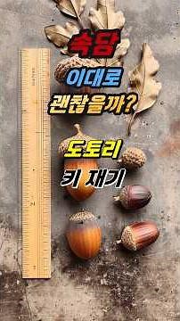 [속담 이대로 괜찮을까]도토리 키 재기#속담#도토리#키재기#영끌러#무소유#현타