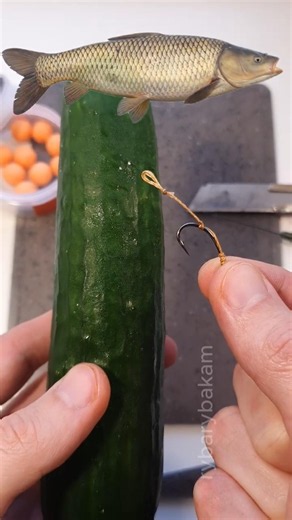 Fresh Cucumber Carp Rig! 🥒🎣 Amur Killer! #shorts