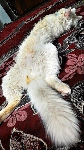 I can't stop watching this 🤯 #funnycats #cat #catshorts #cutecat #catlovers #kitty #mycat #shorts