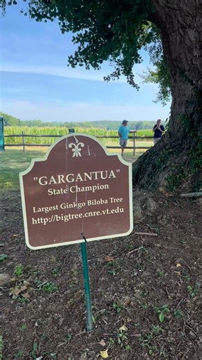 Have you ever been to this Native museum and cultural center in Virginia? Aside from some pretty amazing history, it's got incredible views, and Virginia's largest Ginkgo tree! | Tour Stafford VA | Facebook