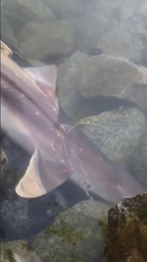 The Pacific Spiny Dogfish, a venomous beast of Vancouver beaches!
