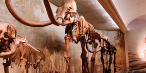 Throwback Thursday: Largest mammoth in history remains found in Lincoln County