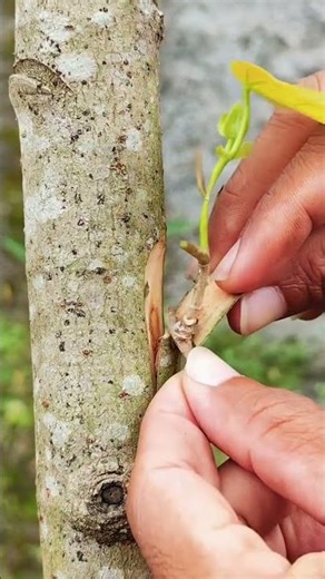 learn easy grafting method. #bonsai #grafting #plants #garden