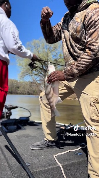 Stripe bass fought hard #fishing #stripesbassfishing
