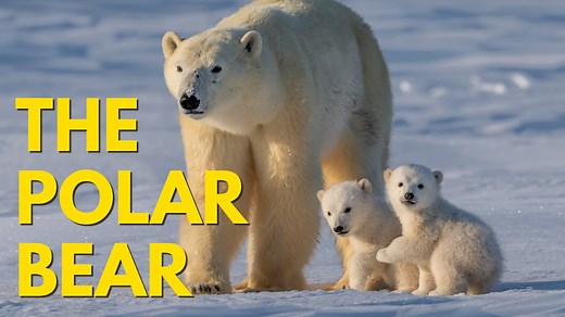 The Polar Bear | Amazing Animals | Watch