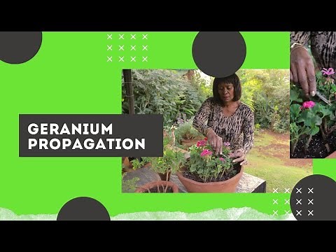 Geranium Plant Propagation | Dead heading and pinching tips to get more flowers