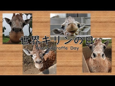 世界キリンの日特別動画 World Giraffe Day【ズーラシア公式】