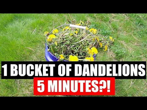 Grampa's Weeder - The Original Stand Up Weed Puller Tool with Long Handle | 2022 REVIEW