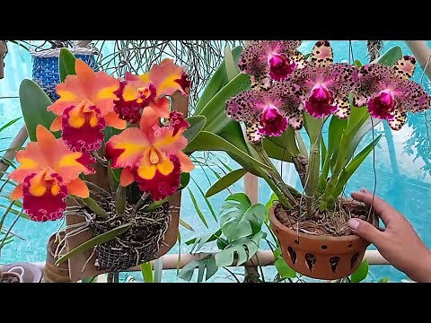 How to care for Cattleya orchids so they flower quickly