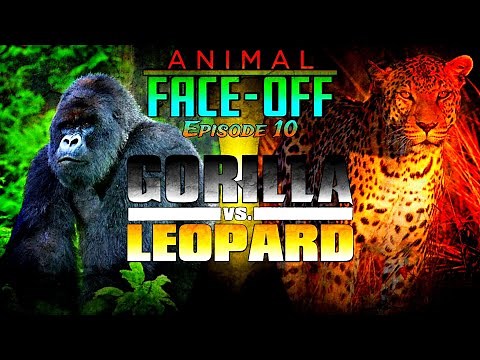 Animal Face Off (2004) Episode 10 Gorilla Vs. Leopard