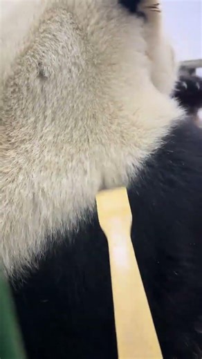 Adorable Yu Bao: The Star of Wuxi Zoo's Giant Panda Family