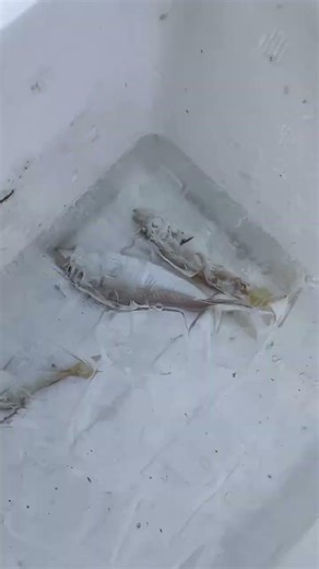 結論：氷＋海水＝潮氷（しおごおり）は、魚を“最速かつ最適”に冷やす唯一の方法。 理由は、冷却スピード・浸透圧・身質保持・温度安定性のすべてが、氷水よりも海水氷の方が圧倒的に優れているからです。