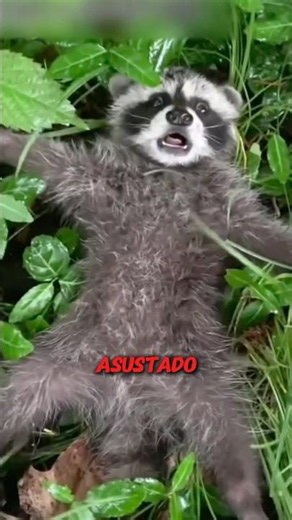 ¿Los mapaches están evolucionando?🦝