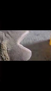 SCOOT gets ​⁠Thizzkid Jr a PC and Slowguy breaks it by trying to eat it! @ishowcam124brother