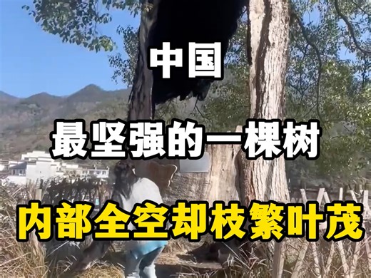 中国最坚强的一棵树，内部全空却枝繁叶茂