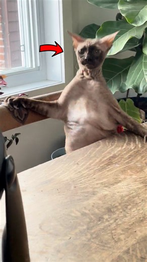 When Cats Mess Up Big Time  | Humor Time | Facebook