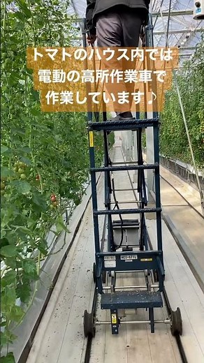 広島市 注目のトマト 吊り下げ誘引 電動作業台車 高所 #shorts