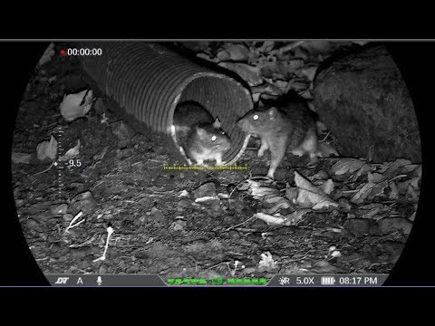 DNT Zulus 5x20 LRF V2 - The Rats are heading back to the Farms!