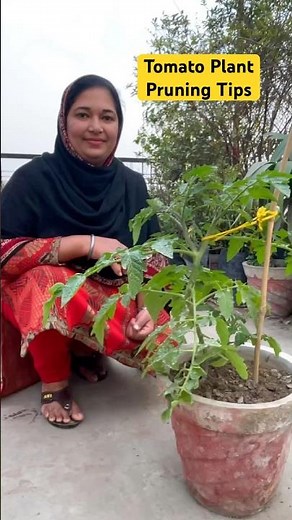 Pruning Tips for Healthy Tomato Plants | Boost Flowering and Growth #plantcaretips #tomatoplant