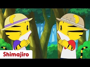 So many of us! | Full Episode #71| Shimajiro