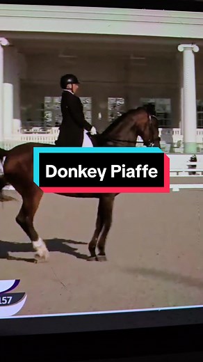 Donkey Piaffe by Evi Strasser Sparks Controversy