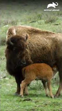 Wild Spring: Wolves Track New Prey