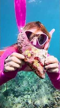 Underwater Treasure and Turtles!