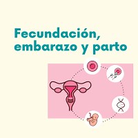 Proceso del embarazo, desde la fecundación hasta el parto