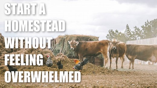 11K views · 201 reactions | Starting a homestead without feeling...