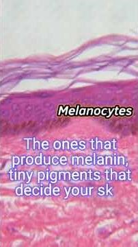 The skin under the microscope 🔬✨ #histology #histologiemedicine #epidermis #shortvideo #shorts